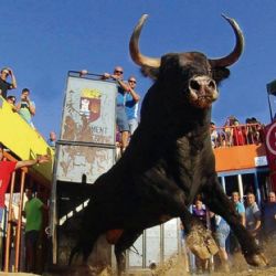 Comunicado de prensa de la Federación de Penyes Taurines de Bous al Carrer