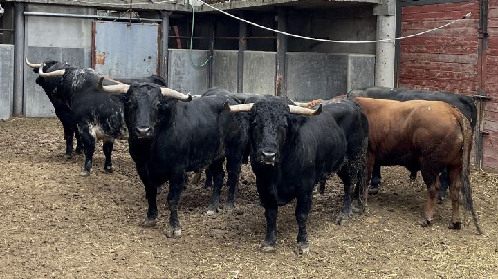 18 toros esperan en los corrales de La Cubierta de Leganés para esta tarde