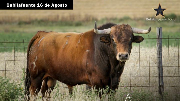 Los toros de Boyano de Paz y Elena Boyano Gago para Babilafuente