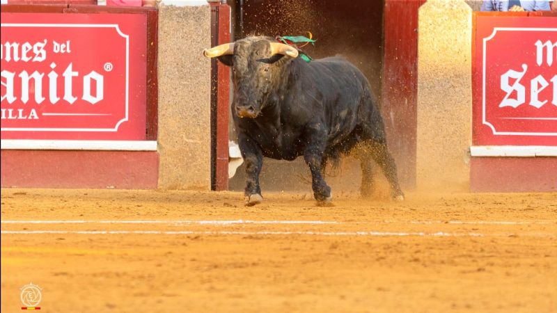 Abierto el plazo de inscripción para los ganaderos en el Circuito de Novilladas de Andalucía 2022