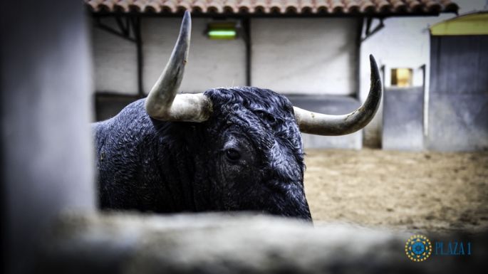 Listos los de Adolfo Martín para la primera corrida de toros de la Feria de Otoño
