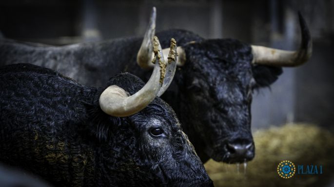 Listos los de Adolfo Martín para la primera corrida de toros de la Feria de Otoño