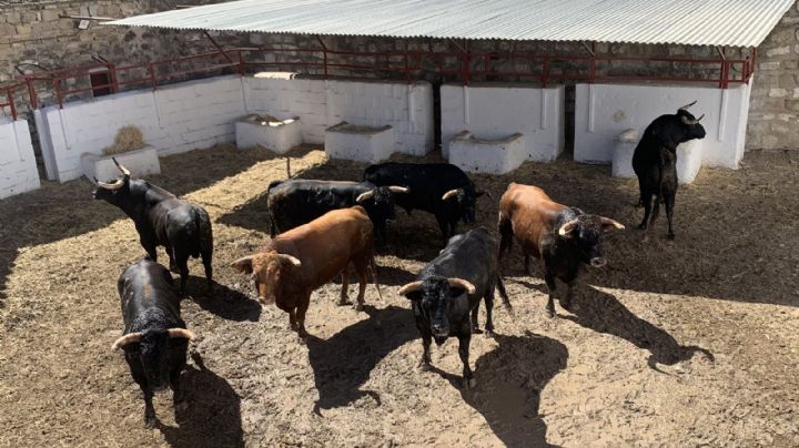 Sorteados los toros de Núñez del Cuvillo para Úbeda