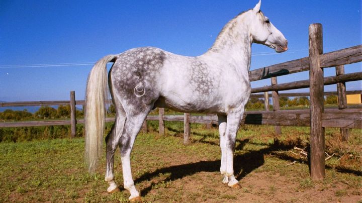 Fallece "Labrit", caballo de Pablo Hermoso de Mendoza