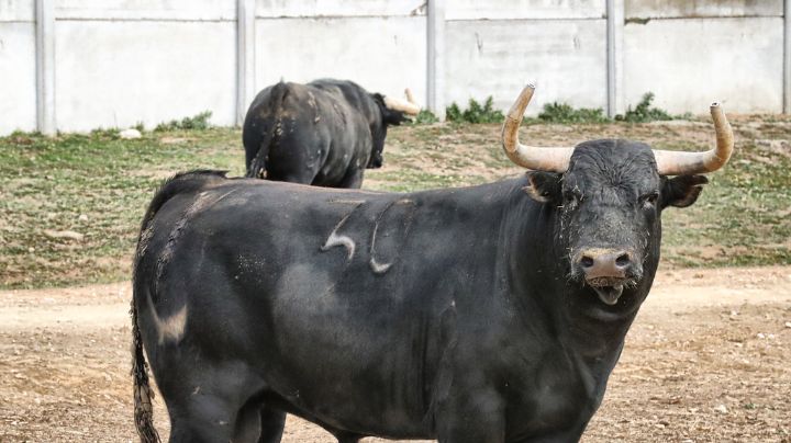 Presentación de los toros de Castillejo de Huebra para Zaragoza