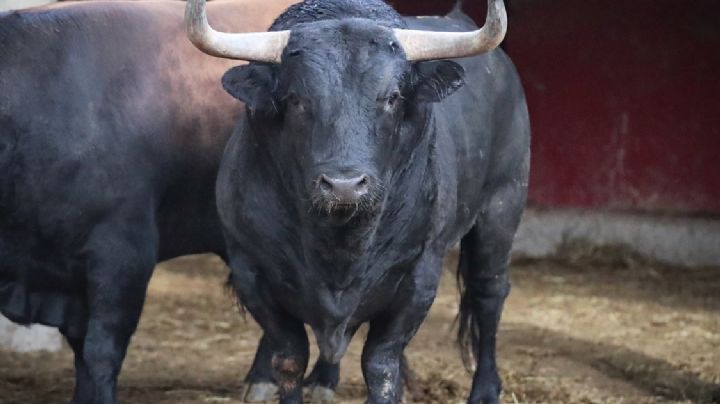 Los corrales de Zaragoza, ¡Ya tienen toros!