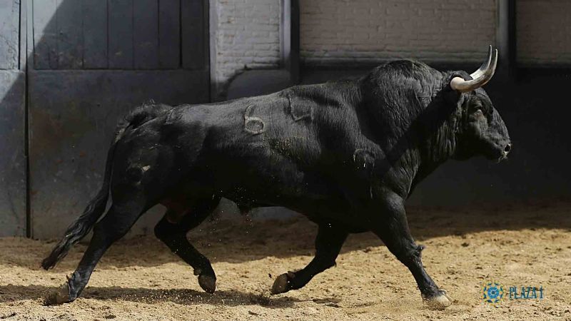 Ya están listos los toros para la gesta de Ureña en Las Ventas