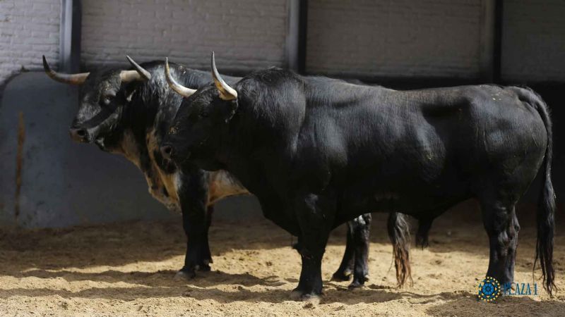 Ya están listos los toros para la gesta de Ureña en Las Ventas