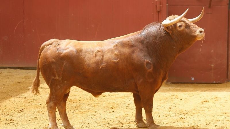 Orden de lidia de los toros de Núñez del Cuvillo para Córdoba