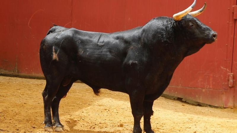 Orden de lidia de los toros de Núñez del Cuvillo para Córdoba
