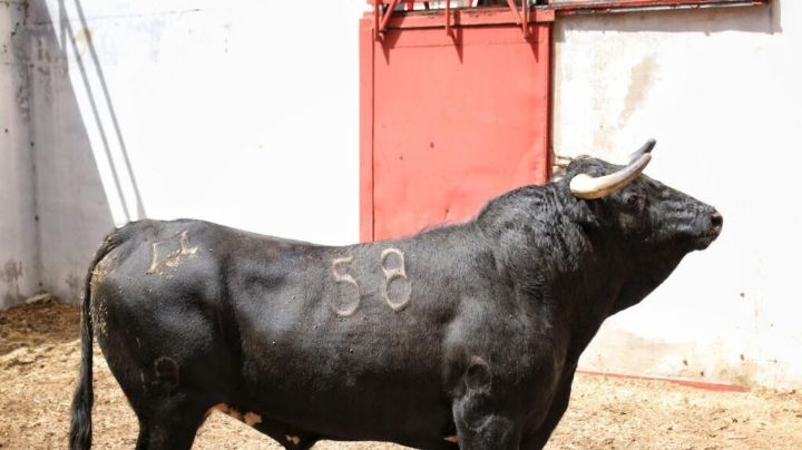Sorteados los toros de Hnos. Moura Caetano para Torrejón