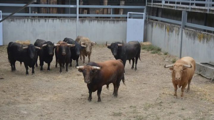 Llegan a los Corrales del Gas de Pamplona los toros de Núñez del Cuvillo