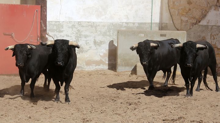 Sorteados los toros de Don David Ribeiro Telles para Zamora