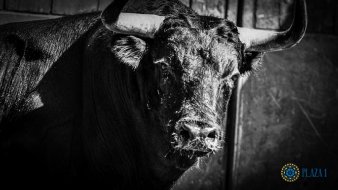 Seis toros de José Cruz para la nocturna de rejones en Madrid
