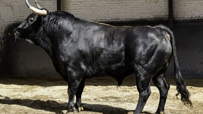 Seis toros de José Cruz para la nocturna de rejones en Madrid