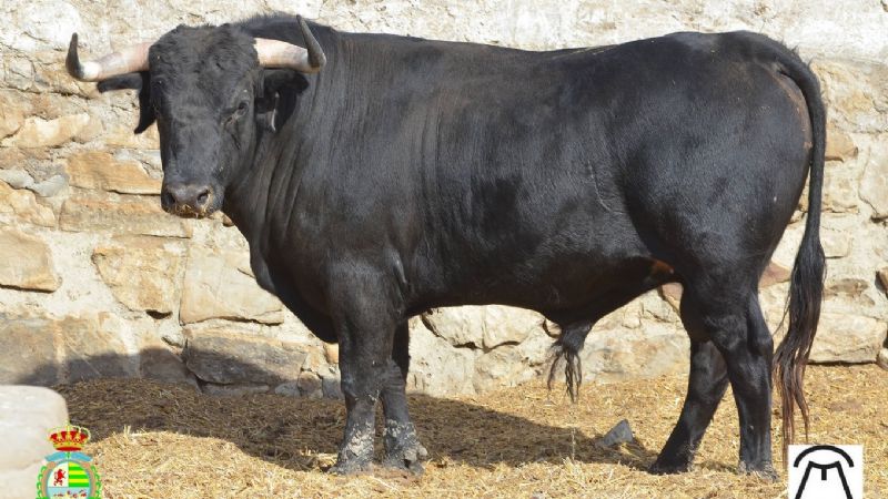 Novilladas del XXII Alfarero de Oro (Fotos)