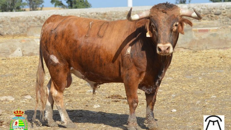 Novilladas del XXII Alfarero de Oro (Fotos)