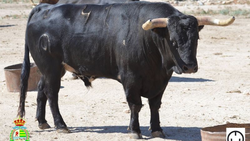 Novilladas del XXII Alfarero de Oro (Fotos)