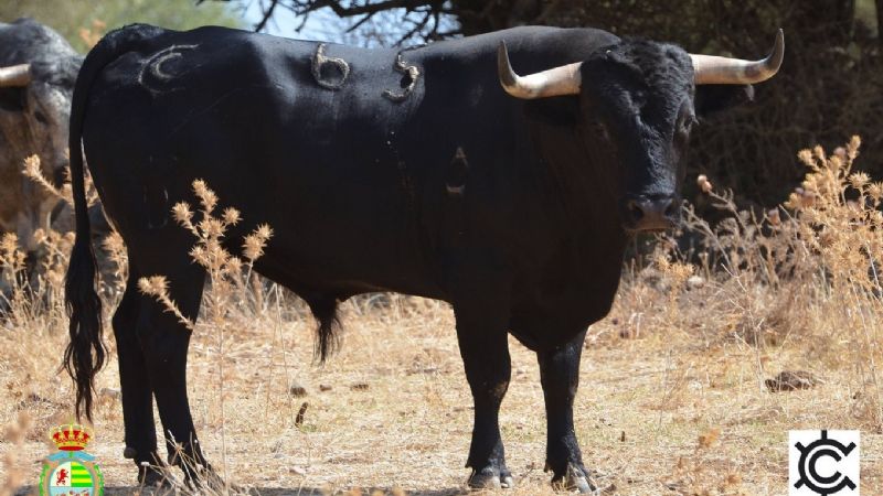 Novilladas del XXII Alfarero de Oro (Fotos)