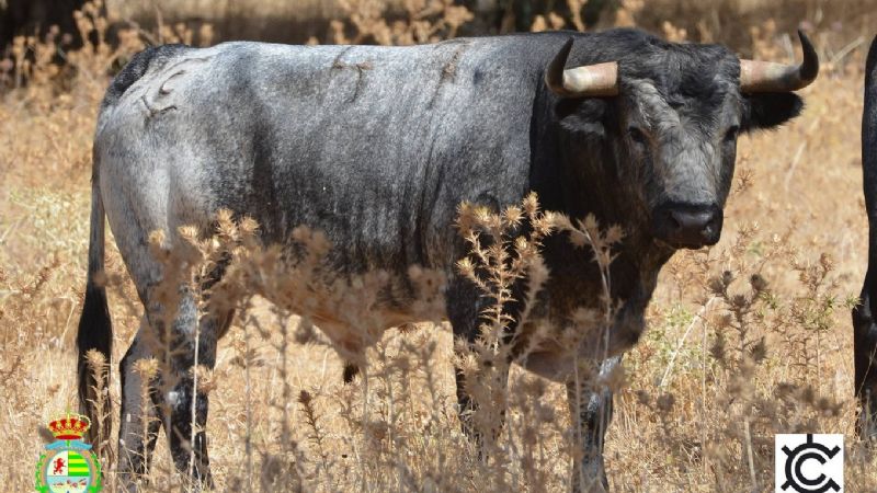 Novilladas del XXII Alfarero de Oro (Fotos)