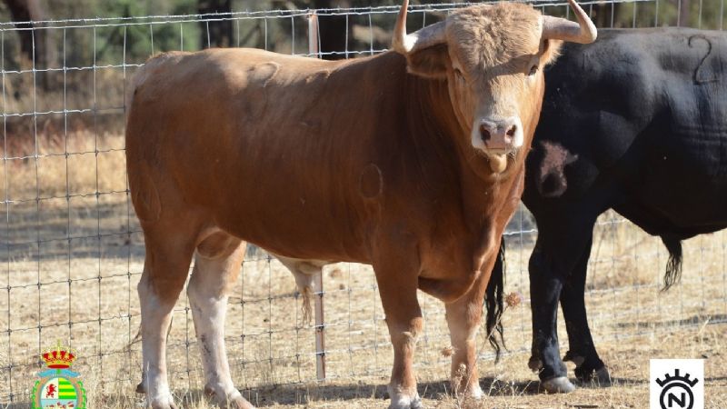 Novilladas del XXII Alfarero de Oro (Fotos)