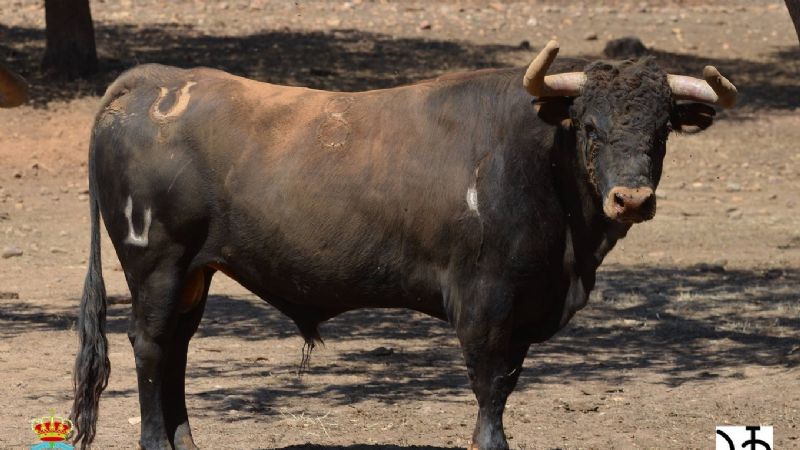 Novilladas del XXII Alfarero de Oro (Fotos)