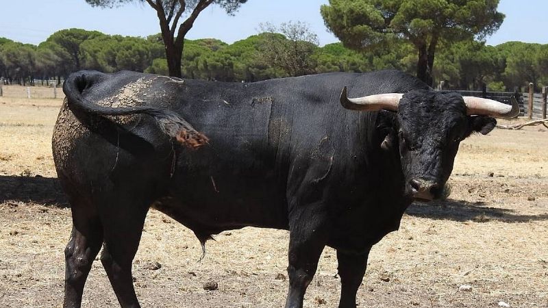 Novilladas del XXII Alfarero de Oro (Fotos)
