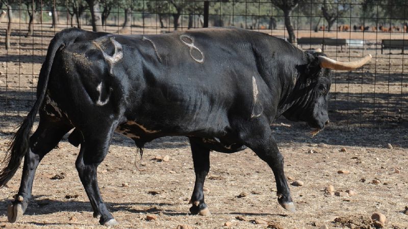 Los toros de Mimizan para el 20 de agosto (Fotos)