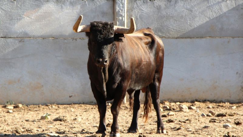 Los toros de Mimizan para el 20 de agosto (Fotos)
