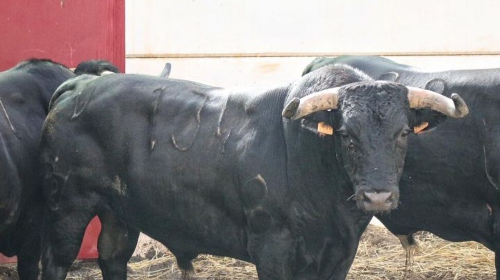Orden de lidia de los toros de Benítez Cubero-Pallarés para Málaga