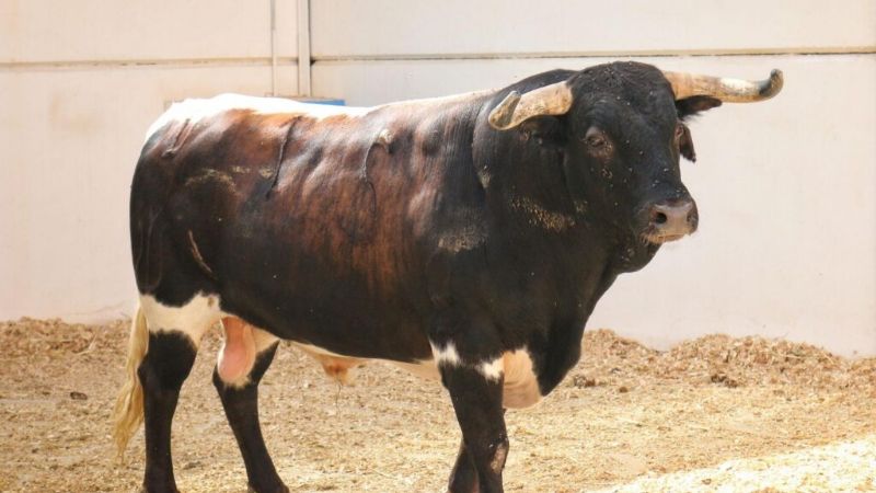 Orden de lidia de los toros de Benítez Cubero-Pallarés para Málaga