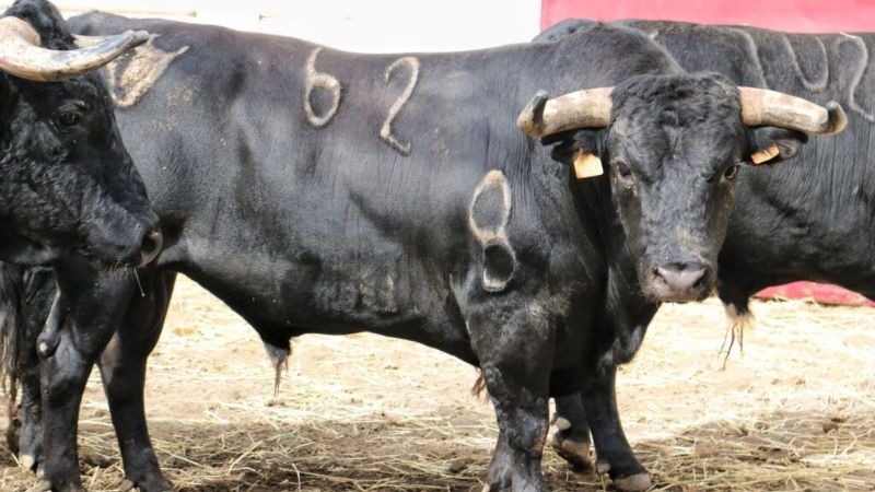 Orden de lidia de los toros de Benítez Cubero-Pallarés para Málaga