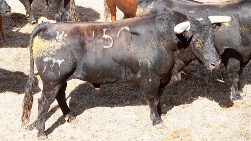 Orden de lidia de los toros de El Pilar para El Espinar