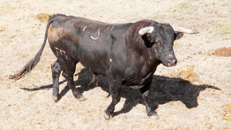 Orden de lidia de los toros de El Pilar para El Espinar
