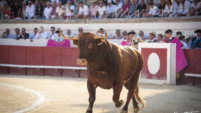 Puerta Grande para un inmenso Rubén Pinar que desoreja a su lote
