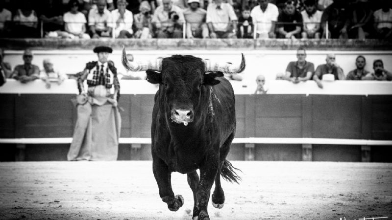 Puerta Grande para un inmenso Rubén Pinar que desoreja a su lote