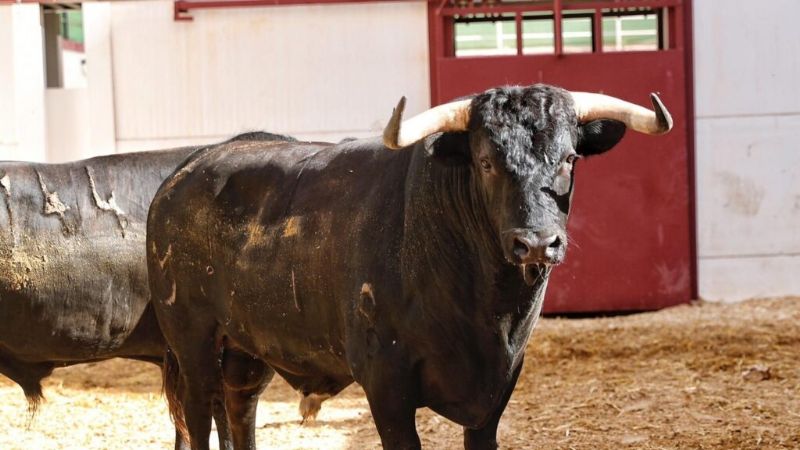 Los toros de Núñez del Cuvillo para la 4ª de abono de Málaga