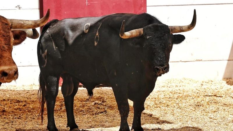 Los toros de Núñez del Cuvillo para la 4ª de abono de Málaga