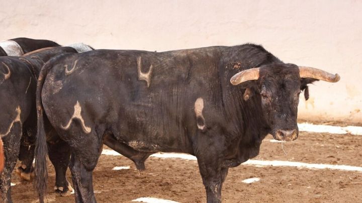 Los toros de Daniel Ruiz para Almería