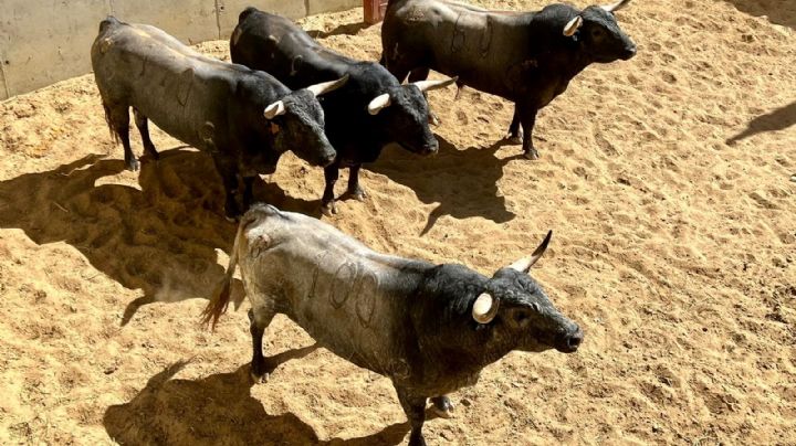 Los toros de Ana Romero y Pallarés para el Desafío en Illescas