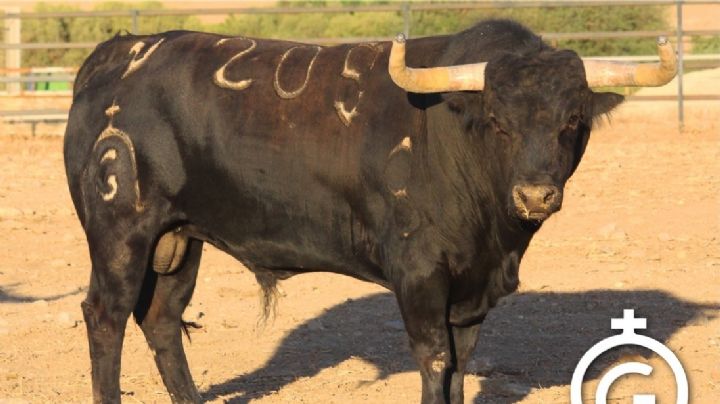 Orden de lidia de los toros de Fuente Ymbro para la I Pictórica del Aceite