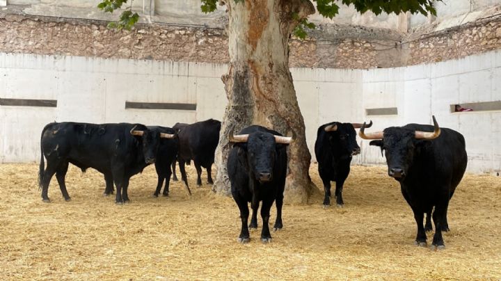 Orden de lidia de los toros de Daniel Ruiz para Murcia