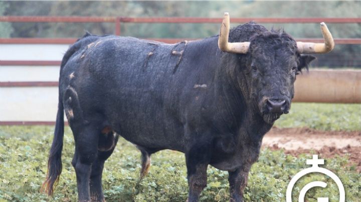 Los toros de Fuente Ymbro para Villacarrillo (Fotos)