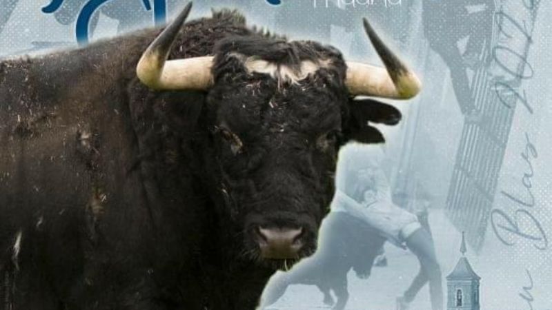 Los toros de Monteviejo recorrerán las calles de Ajalvir en sus tradicionales encierros