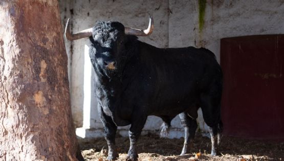 Suspensión del "Toro de Navidad" en Guadalajara