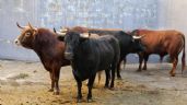 Los toros de Núñez de Tarifa para Morón de la Frontera