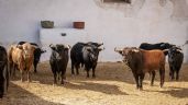 Los toros de los Espartales y Juan Pedro Domecq para Castellón