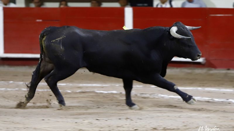 Arturo Gilio sale a hombros y Marco Pérez debuta de luces impactando en Aguascalientes