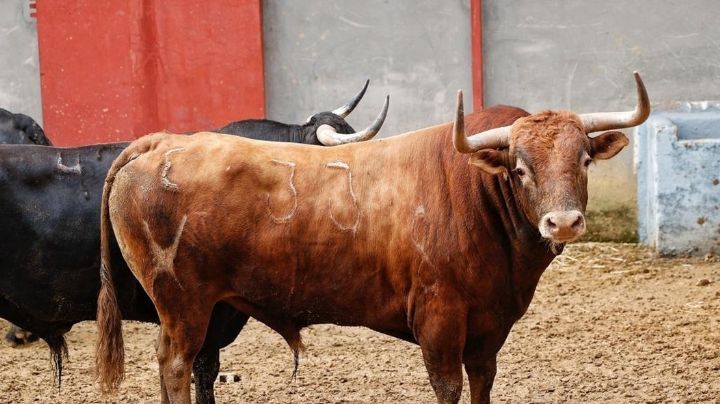 Los toros de Álvaro Núñez para el cierre de la Feria de Córdoba