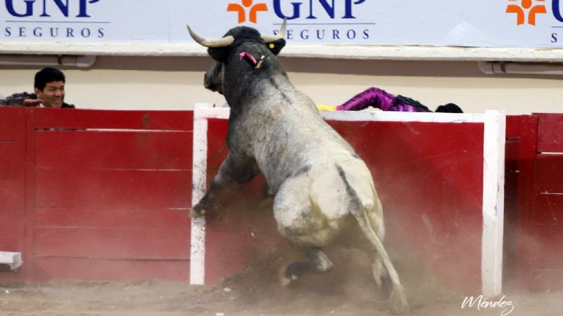 Cartagena, El Conde, El Zapata y el ganadero de Boquilla del Carmen a hombros